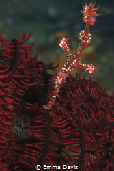 Ornate Ghost Pipefish by Emma Davis 